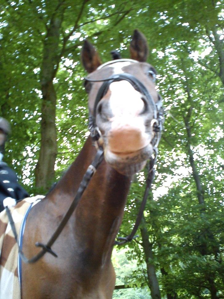 Anden særlig race ***Bastian*** - bastian nede fra billede 8