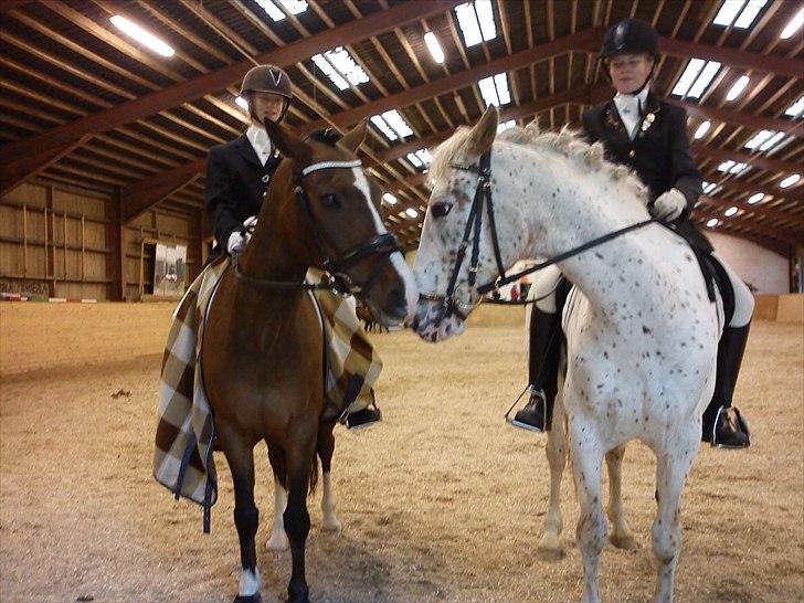 Anden særlig race ***Bastian*** - bastian og la bravo billede 12