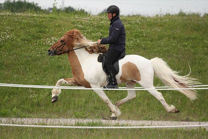 Islænder Almar frá Ketilsstöðum billede 18