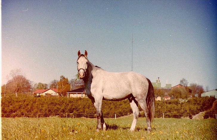 Dansk Varmblod Shaigun 13.04.93-06.02.07 - Shaigun som 6-års i Skamby- stadig ikke færdigudvokset... billede 17