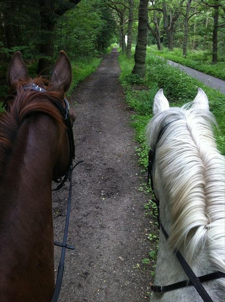 Anden særlig race | Chello Højgård | - Chello og Rimini <3 billede 20