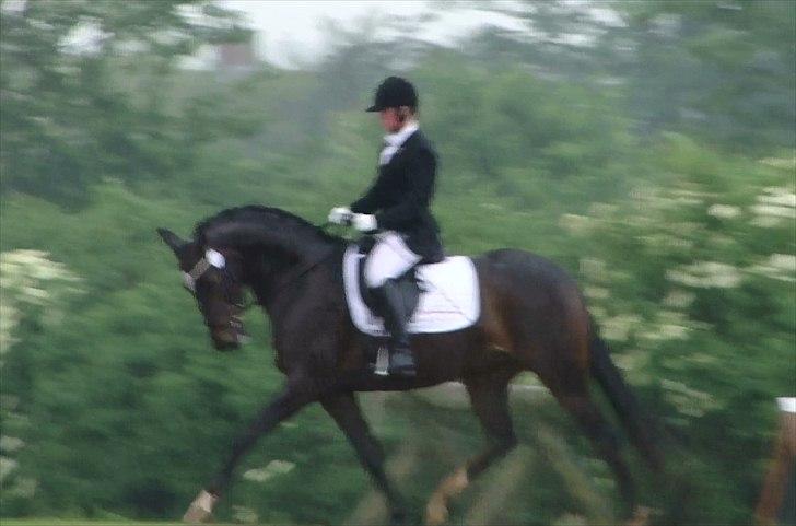 Dansk Varmblod Vesterdams Weltlina billede 2