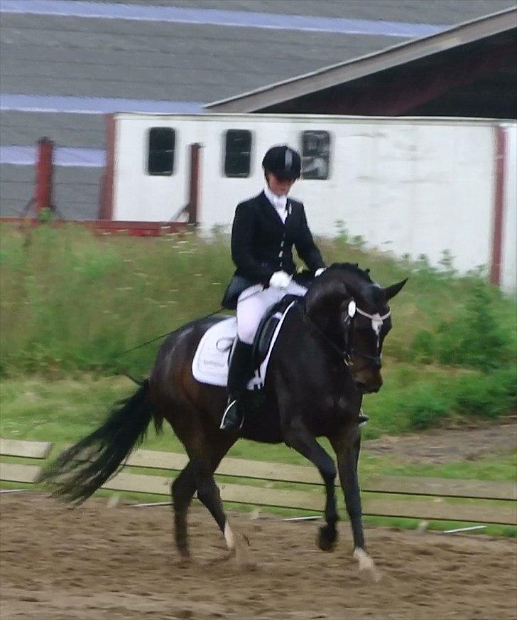 Dansk Varmblod Vesterdams Weltlina billede 10