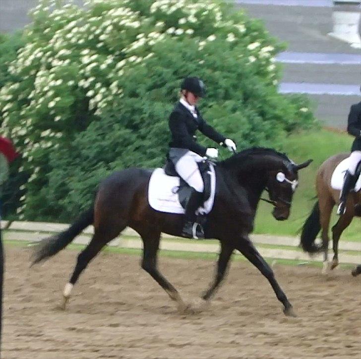 Dansk Varmblod Vesterdams Weltlina billede 11