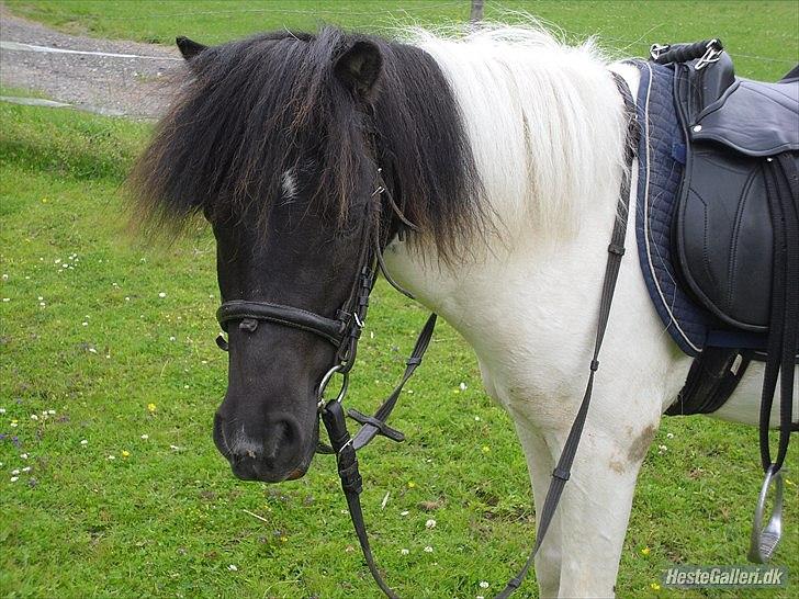 Anden særlig race Czami<3 - Velkommen til Czamis profil<3 håber du ligger en kommentar & bedømmelse =] billede 1