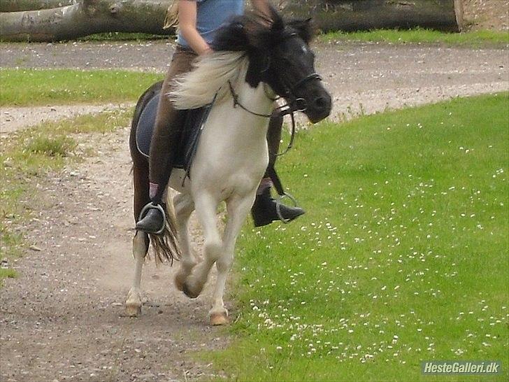 Anden særlig race Czami<3 billede 3