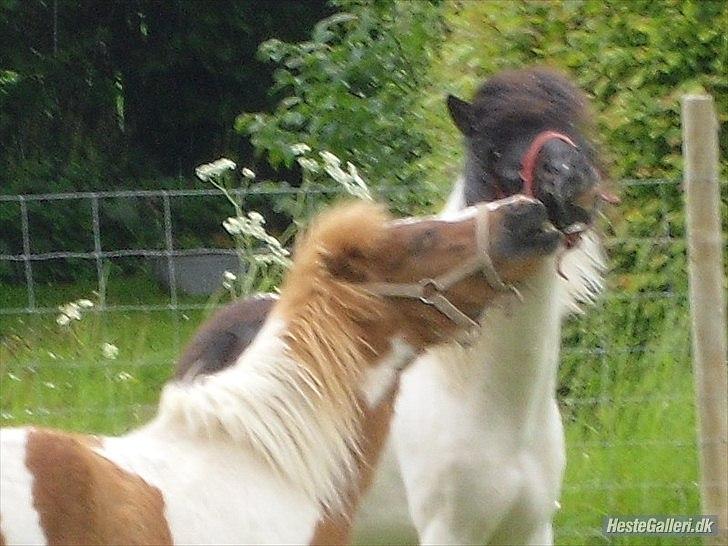 Anden særlig race Czami<3 billede 4