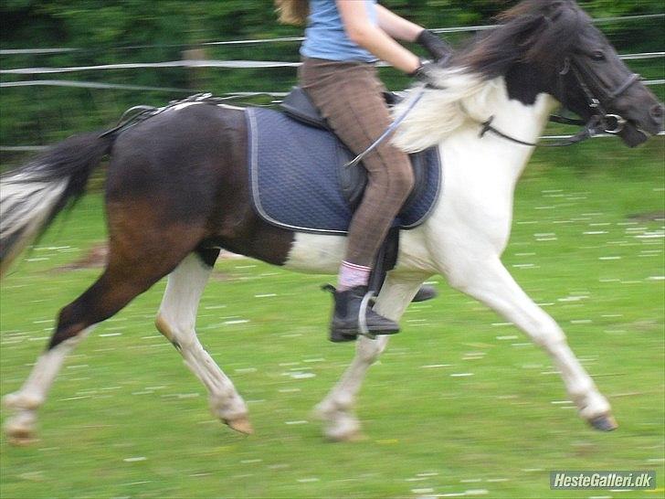 Anden særlig race Czami<3 billede 5