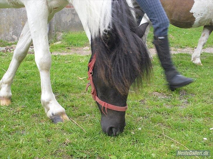 Anden særlig race Czami<3 billede 6