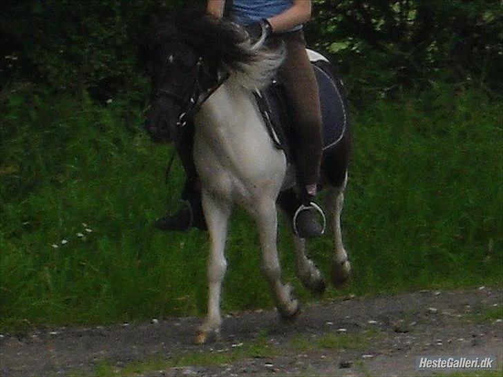 Anden særlig race Czami<3 billede 7