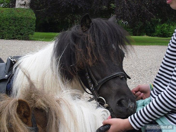 Anden særlig race Czami<3 billede 8