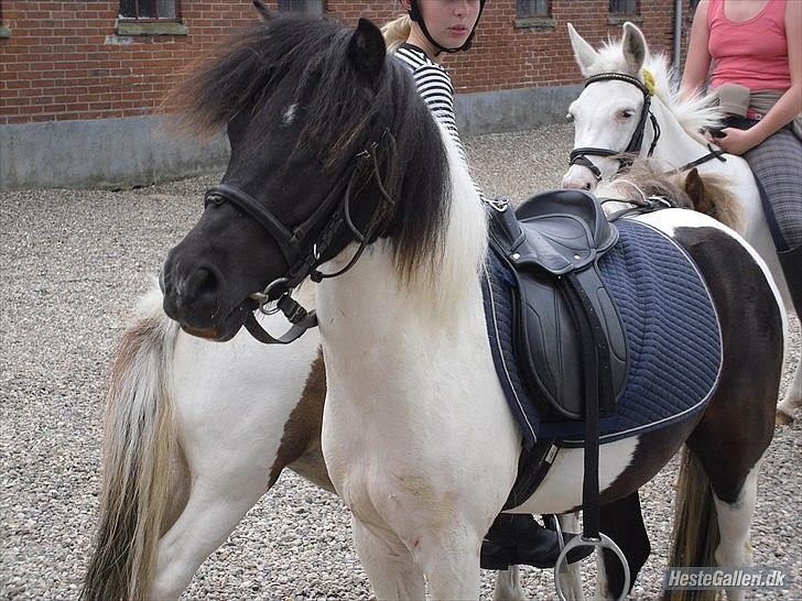 Anden særlig race Czami<3 billede 9