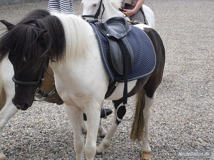 Anden særlig race Czami<3 billede 11