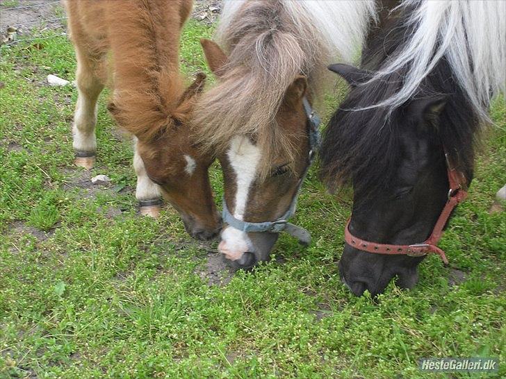 Anden særlig race Czami<3 billede 12