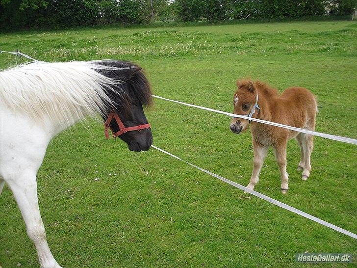 Anden særlig race Czami<3 - her hilser han lige på Chico<3 billede 14