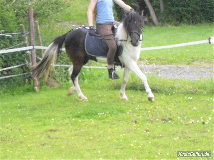 Anden særlig race Czami<3 billede 15