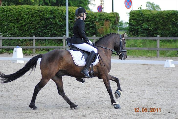 Hollandsk Sportspony Stuntman - Stunt og Laura på MAK LC1: 71,25% - 1. plads og LC2: 68,65% - 1. plads :) billede 8