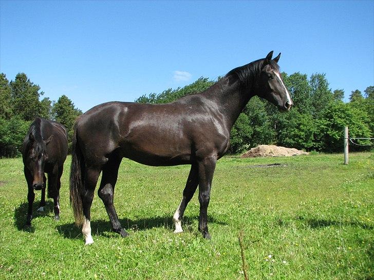 Dansk Varmblod Pranay LF billede 17