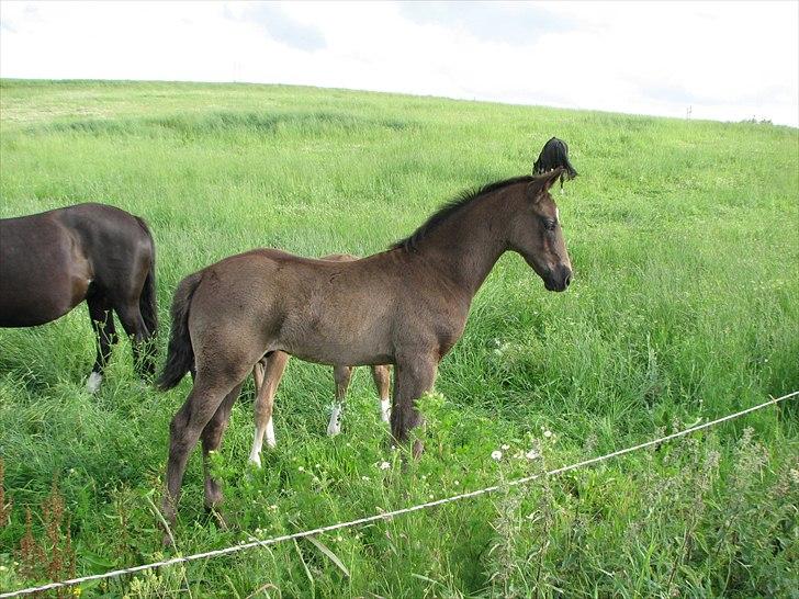 Dansk Varmblod Pontus billede 10