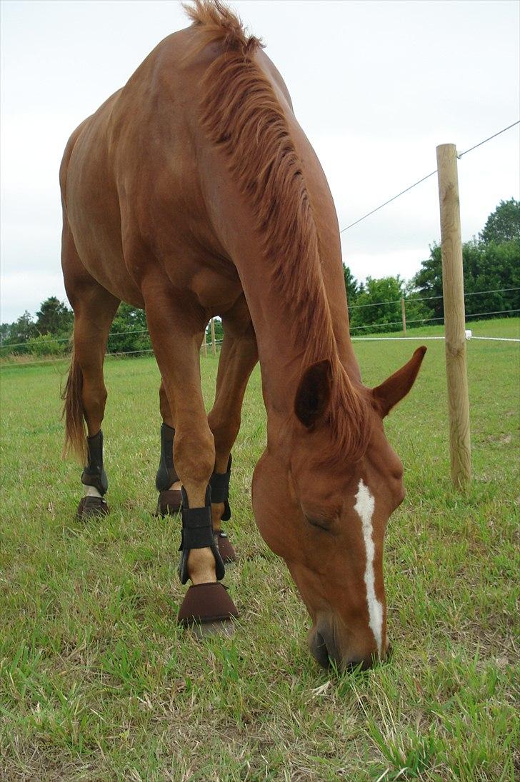 Hannoveraner | Werber Welt - Fold.. billede 18