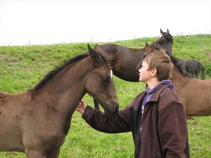 Dansk Varmblod Pontus billede 11