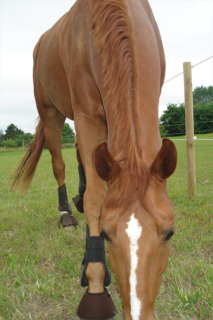 Hannoveraner | Werber Welt - Fold.. billede 19