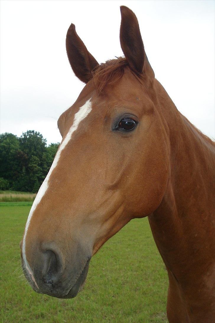 Hannoveraner | Werber Welt - Fold.. billede 20