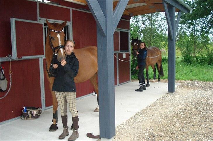 Hannoveraner | Werber Welt - Hygge på staldgangen.. billede 17