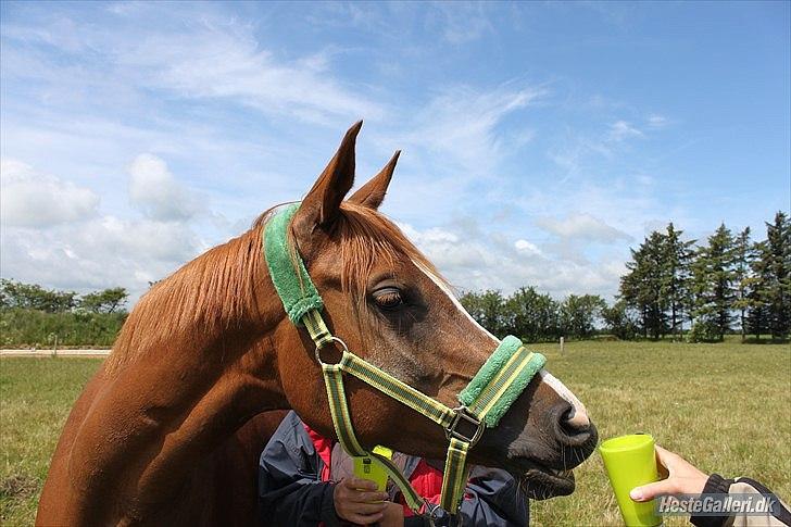 Arabisk fuldblod (OX) Rainbow Red Angel - Kaffesøster! :-)
fotograf: Emilia R. M billede 14