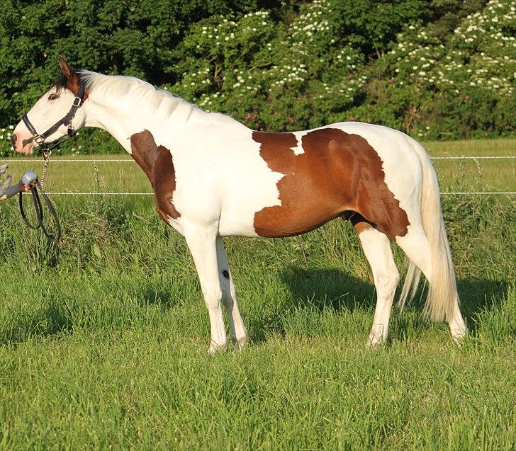 Pinto Enekær's Sambatino *Årets land og fritid hest* - Tino 3 år..  billede 2