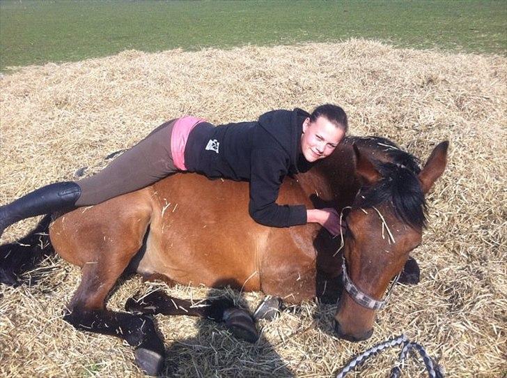 Arabisk fuldblod (OX) A/G´S Perfect Boye OX billede 12