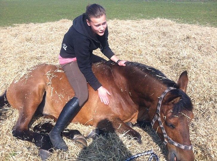 Arabisk fuldblod (OX) A/G´S Perfect Boye OX billede 13