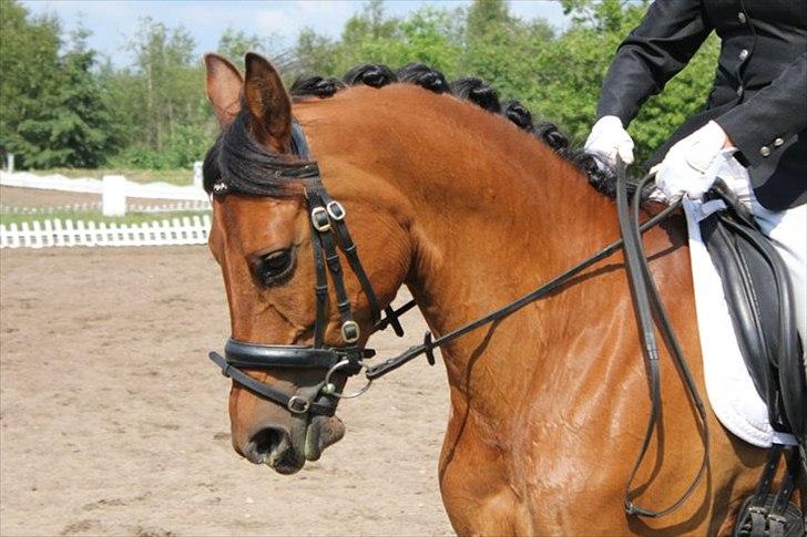 Arabisk fuldblod (OX) A/G´S Perfect Boye OX - Velkommen til Per's profil, smid meget gerne en kommentar og bedømmelse, så bliver vi glade. 
Billedet er tager CHS PHOTO. billede 1