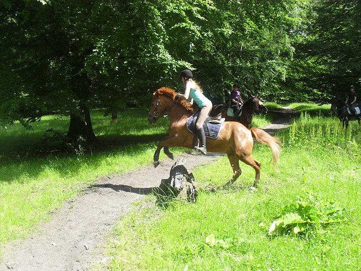 Anden særlig race Simba Stenfeldt <3 - Spring i skoven, vi styrtede på samme skovtur.. men sprang den her kævle bagefter :D foto: Travis billede 10