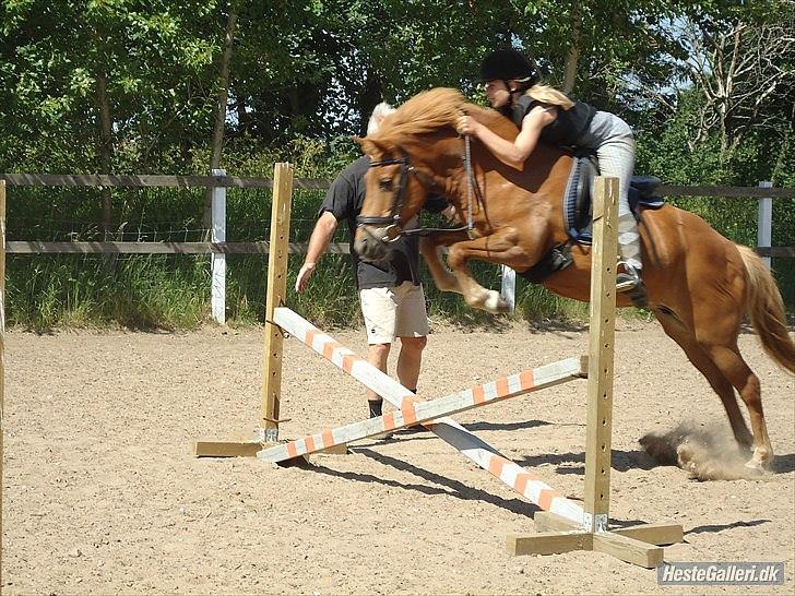 Islænder Siggin a Hvolbæk <3 - Velkommen til Siggins profil <3 <3 billede 1