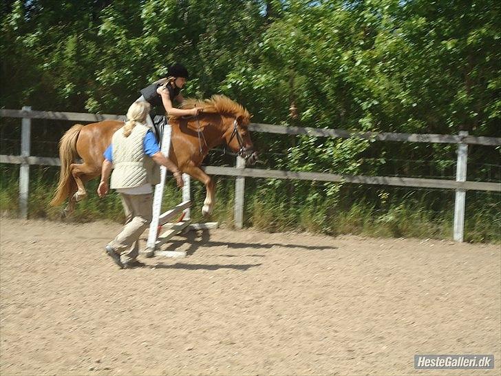 Islænder Siggin a Hvolbæk <3 - elsker hende <3 billede 18