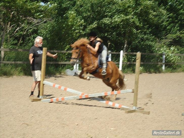 Islænder Siggin a Hvolbæk <3 - elskeling! <3 billede 19