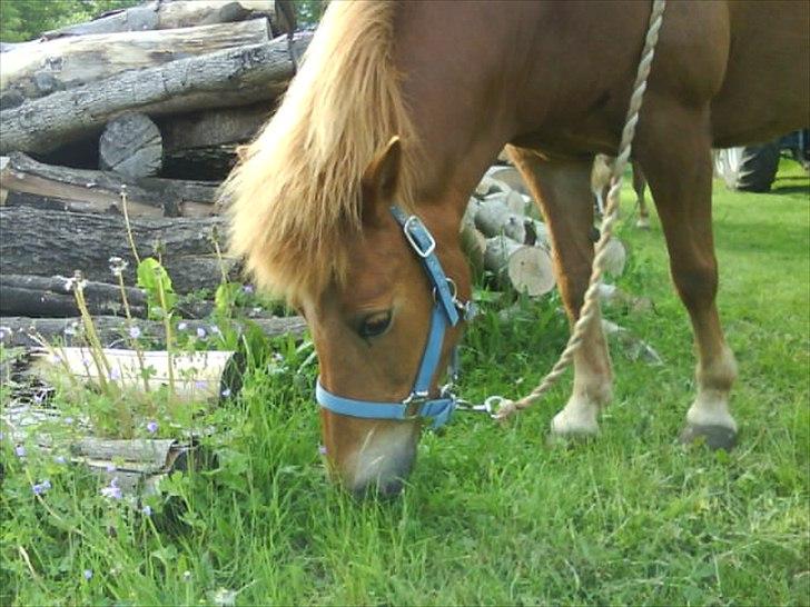 Islænder Siggin a Hvolbæk <3 - <3 billede 20