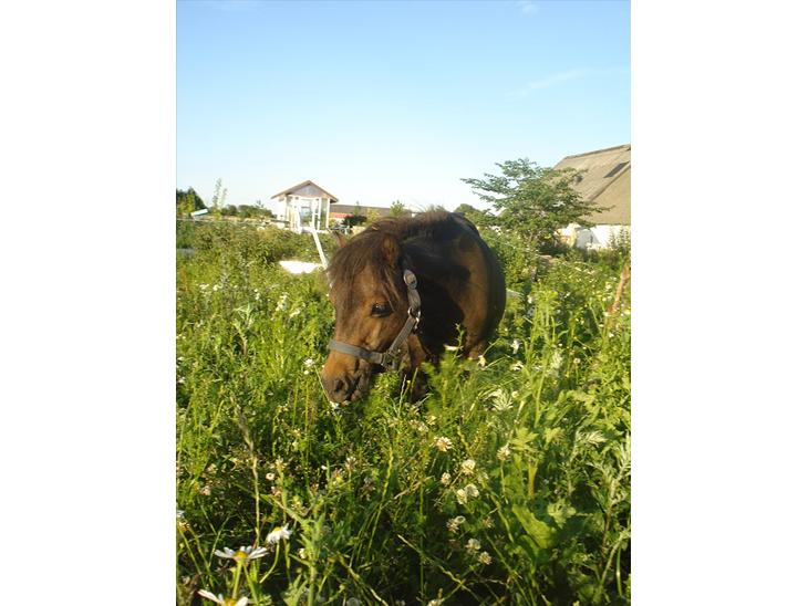 {{currentPhoto.altText}} billede {{currentPhoto.number}}