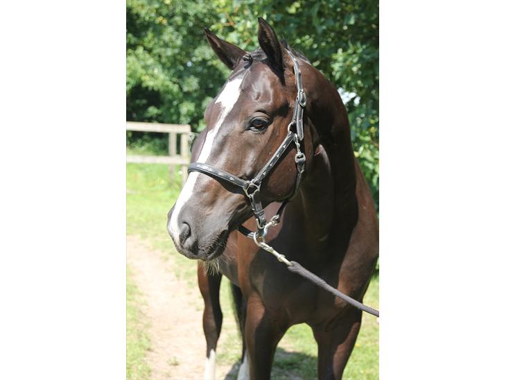 {{currentPhoto.altText}} billede {{currentPhoto.number}}