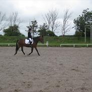 New Forest Freiser [ Himmelhest]