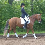 Connemara Hovfelds Celeste