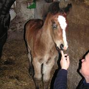 Anden særlig race Flying Fox