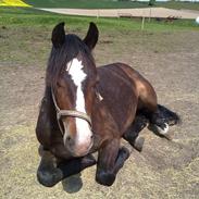 Anden særlig race Flying Fox