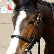 Anden særlig race Bakkegårdens Rex