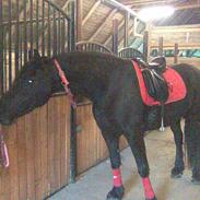 Frieser Kato (karin Van d' Oosteresch)