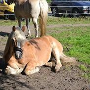 Tyroler Haflinger | Arkibal RIP