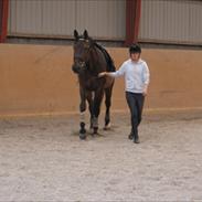 Dansk Varmblod Jivaro