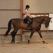 Dansk Varmblod Jivaro