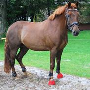 Anden særlig race Lukas. Himmelhest